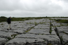 Sheshymore Limestone pavement exposes shallow water carbonates of the Brigantian, Slievenaglasha Formation. These classic kharstified exposures of tabular blocks of limestone pavement, Clints, are cut by vertical fractures, Grikes, which were widened by post glacial disolution (McNamara, & Hennessy, 2010). Fractures were intially established during Variscan folding (Coller, 1984).